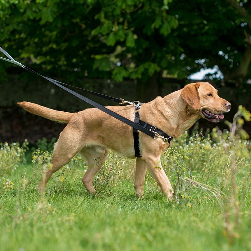 a dog with a collar