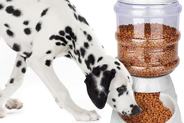 a dog with a pet feeder