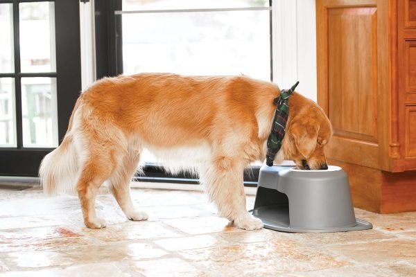 a dog with a pet bowl