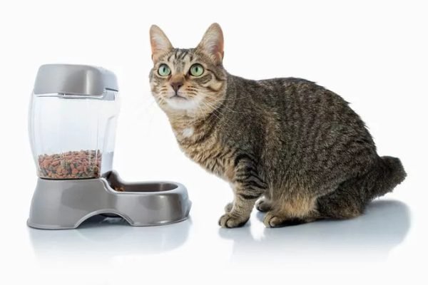 a cat feeder