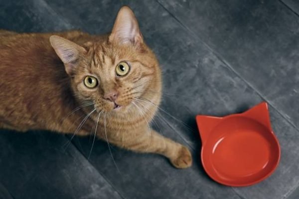 a red cat bowl