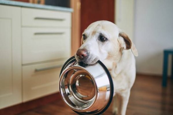 a ss pet bowl