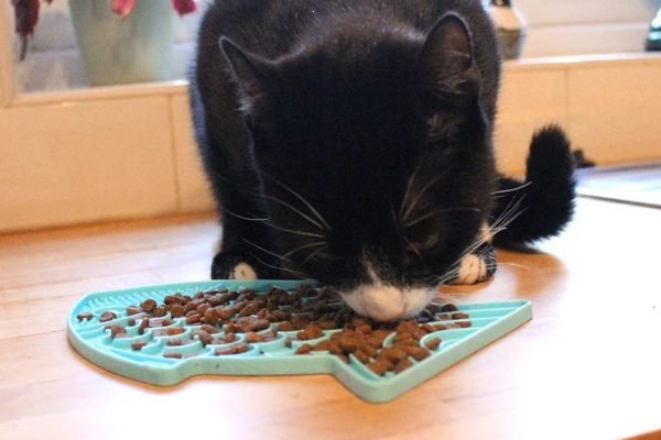 a cat with a feeding mat